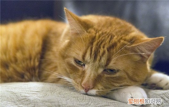 猫夏天要剃毛吗 猫要剃毛吗,为什么猫要剃毛,天气热了猫要剃毛吗