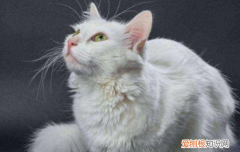 小猫吃海鲜拉肚子怎么办 小猫吃鱼内脏拉肚子怎么办