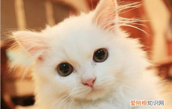 猫拉肚子可以吃鱼吗 六个月猫吃鱼会拉肚子怎么办
