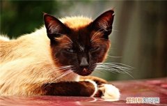 猫笼子养好还是放养好 猫咪笼养好还是放养好,猫咪笼养还是散养,猫咪笼养的坏处
