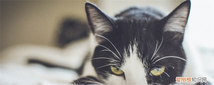 猫不太爱喝水 猫不爱喝水的原因