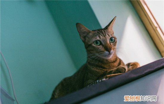 猫可以用人沐浴露吗,猫的沐浴露和人的有什么区别,猫沐浴露可以用人的吗