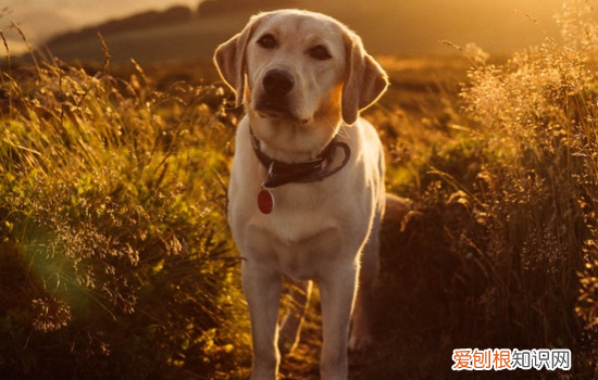 狂犬病怎么传染给人的 一定要做好自身防护