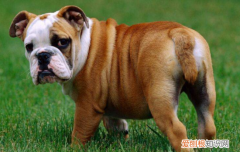狂犬病怎么传染给人的 一定要做好自身防护
