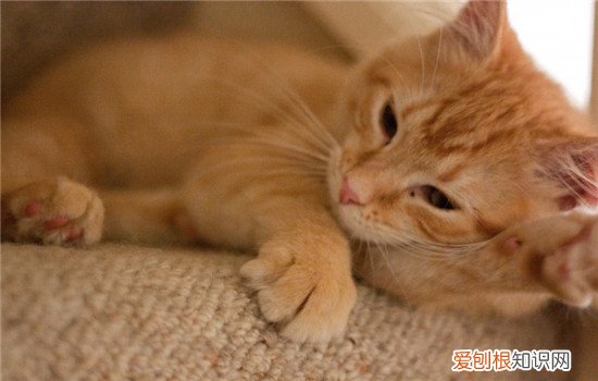 猫西瓜能吃吗 猫可以吃西瓜吗