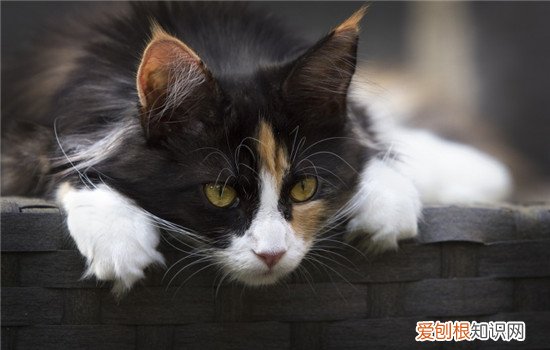 猫西瓜能吃吗 猫可以吃西瓜吗