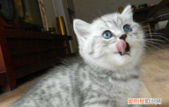 猫感冒了总睡觉 猫感冒是不是老爱睡觉