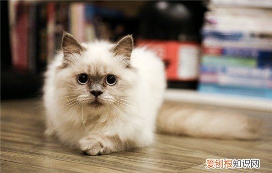 猫毛不光滑的原因 为什么猫毛没有光泽,为什么猫毛不好,猫咪毛为什么打结