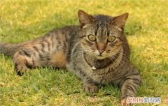 猫不吃饭怎么喂药 猫不吃药怎么办,猫不吃药如何喂,猫不吃药怎么办