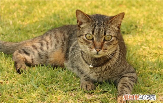 猫不吃饭怎么喂药 猫不吃药怎么办,猫不吃药如何喂,猫不吃药怎么办