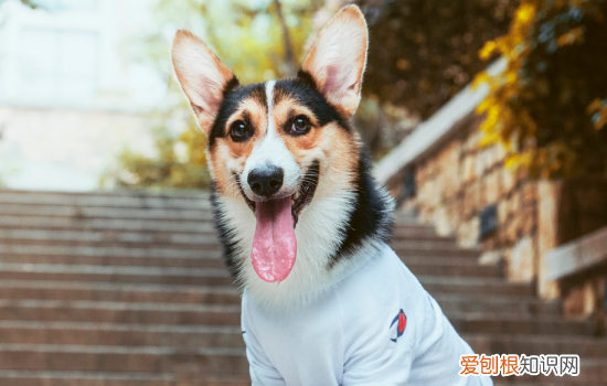 狗狗贫血是什么原因 营养不足也会导致贫血哦
