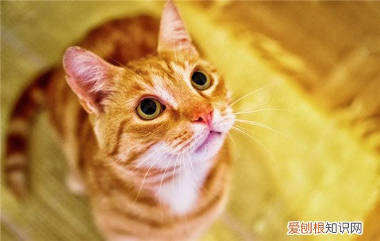 猫咪突然张嘴吐舌头喘气,猫咪张嘴吐舌头是渴了吗,猫咪张嘴吐舌头是什么意思