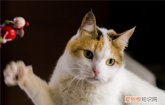 猫咬人的手指是什么意思 猫咪咬手指什么意思,猫咪吸手指代表什么,猫咪咬手指代表什么征兆