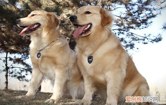 狗瘟是什么原因引起的 会传染给人吗