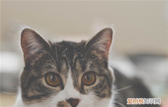 猫为什么不能吃海苔 猫为啥喜欢吃海苔,猫特别喜欢吃海苔,为什么猫喜欢吃海苔