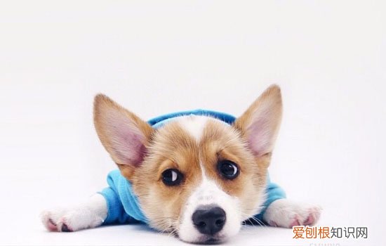 犬细小病毒如何治疗 如何防范犬细小病毒措施