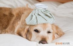 狗狗会感染疱疹吗 狗狗疱疹病毒感染的症状
