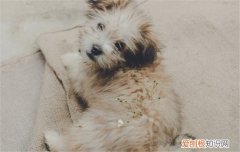 三种狗狗常见皮肤病 让狗狗远离皮肤病