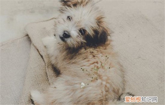 三种狗狗常见皮肤病 让狗狗远离皮肤病