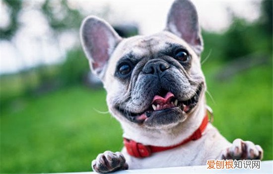 狗狗常见的口腔疾病 这四种疾病你知道吗
