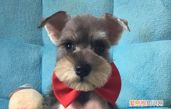 狗狗营养性贫血的症状 狗狗贫血还分为营养性贫血呢！