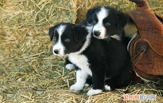 给狗狗驱虫的正确方法 你知道什么时候该驱虫了吗