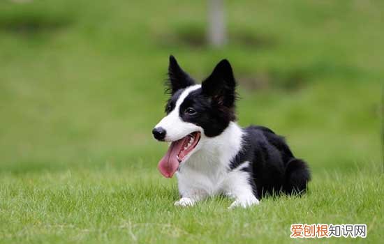 狗狗得皮肤病要注意什么 导致狗狗皮肤病的元凶是什么