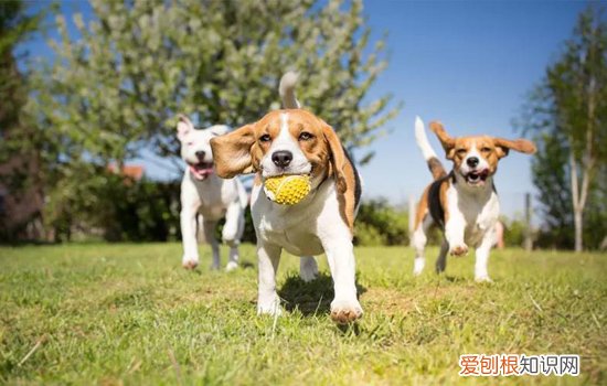 狗狗不打疫苗可以吗 没打疫苗的狗也活得好好的？