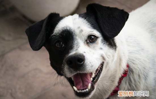 狗狗流泪是怎么回事 是因为难过而哭吗
