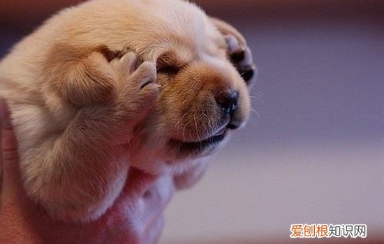 狗狗总是流泪怎么回事 跟健康有很大关系！
