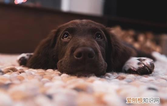 狗腿瘸了怎么办 别装成骨科医生乱动