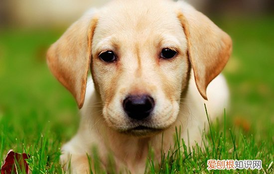 什么是犬窝咳 如何正确预防犬窝咳