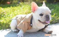 狗狗螨虫病症状表现有什么?【图】 严重可致神经性脑炎