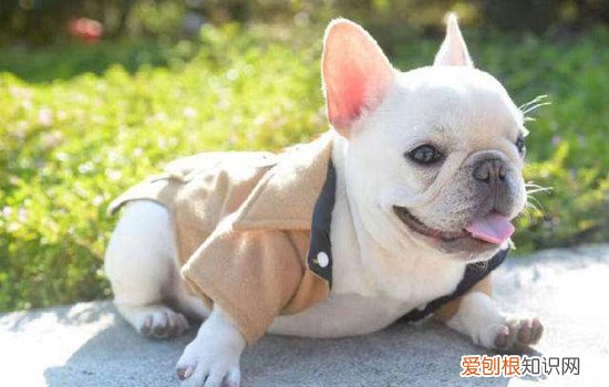 狗狗螨虫病症状表现有什么?【图】 严重可致神经性脑炎