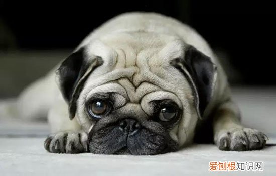 给狗绝育好处和坏处 详细剖析公犬母犬绝育的利弊