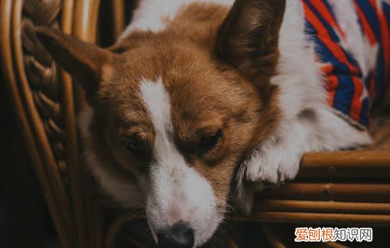 狗狗蠕形螨病 概述 蠕形螨病是一种什么病