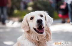 狂犬病发作症状 关于狂犬病的预防要知道的事