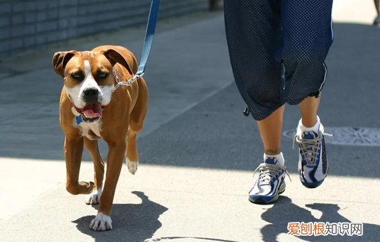 狂犬病发作症状 关于狂犬病的预防要知道的事