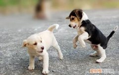 犬布鲁氏菌病的临床特征和防治【图】 人畜共患病要警惕