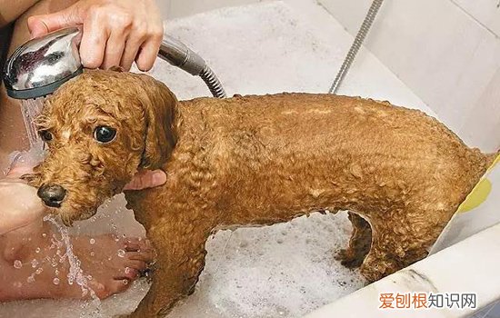 犬布鲁氏菌病的临床特征和防治【图】 人畜共患病要警惕
