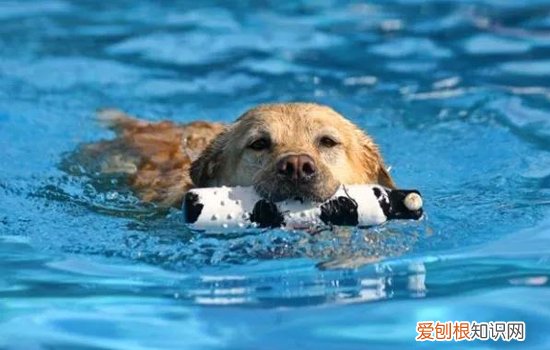 养狗需要预防那些疾病? 狗狗常见疾病全解析