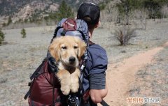 伪狂犬病怎么检测 伪狂犬病也会死的！