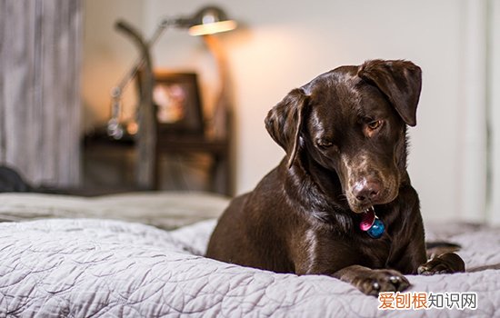 伪狂犬病怎么检测 伪狂犬病也会死的！