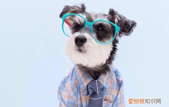 雪纳瑞得了皮肤病是什么样子 想要好得快别自己瞎治疗