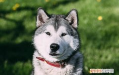 犬钩虫病的诊断要点 如何防治钩虫病