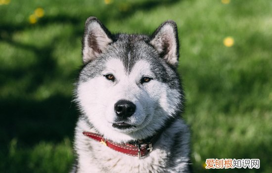 犬钩虫病的诊断要点 如何防治钩虫病