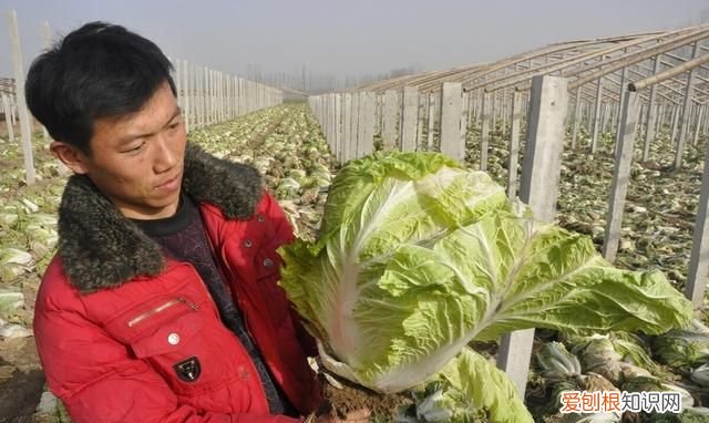 石灰粉能治白菜腐烂病吗,白菜死苗烂根可以用石灰防治吗