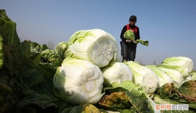 石灰粉能治白菜腐烂病吗,白菜死苗烂根可以用石灰防治吗