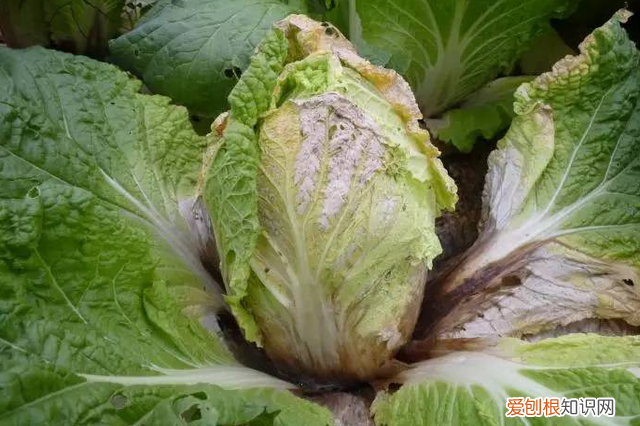 石灰粉能治白菜腐烂病吗,白菜死苗烂根可以用石灰防治吗
