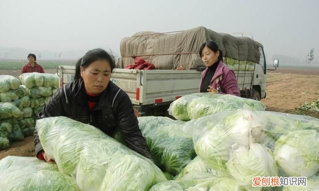 石灰粉能治白菜腐烂病吗,白菜死苗烂根可以用石灰防治吗